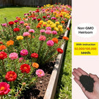 💫🌸BUY 1 GET 1 FREE | Moss Rose🌿Perennial Flower Seeds With Organic Potmix