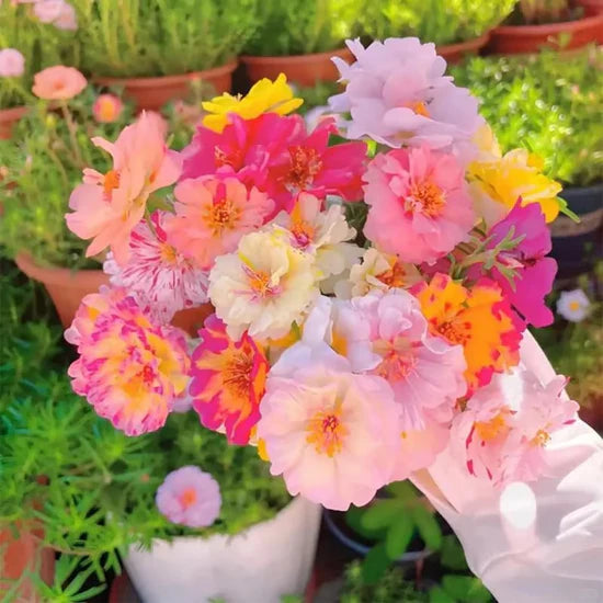 💫🌸BUY 1 GET 1 FREE | Moss Rose🌿Perennial Flower Seeds With Organic Potmix