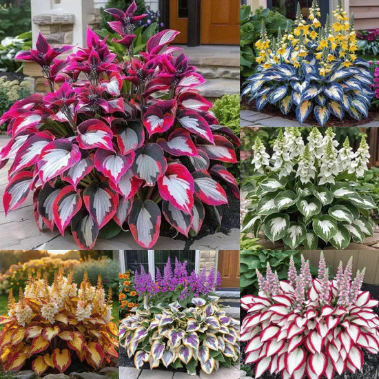 Imported Hosta Flower Seeds for Home and Garden Pack of 100+ (Mix of 12 Colors)