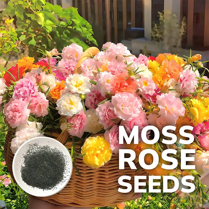 💫🌸BUY 1 GET 1 FREE | Moss Rose🌿Perennial Flower Seeds With Organic Potmix