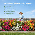💫🌸BUY 1 GET 1 FREE | Moss Rose🌿Perennial Flower Seeds With Organic Potmix