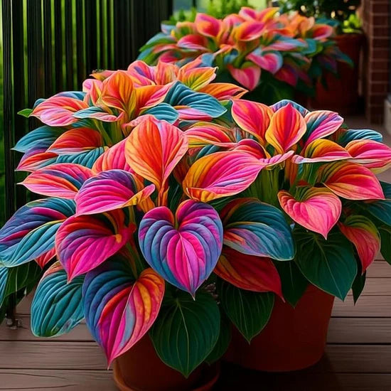 Imported Hosta Flower Seeds for Home and Garden Pack of 100+ (Mix of 12 Colors)
