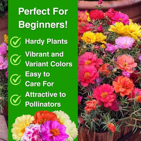 💫🌸BUY 1 GET 1 FREE | Moss Rose🌿Perennial Flower Seeds With Organic Potmix