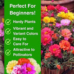 💫🌸BUY 1 GET 1 FREE | Moss Rose🌿Perennial Flower Seeds With Organic Potmix