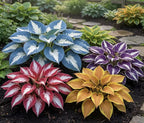 Imported Hosta Flower Seeds for Home and Garden Pack of 100+ (Mix of 12 Colors)